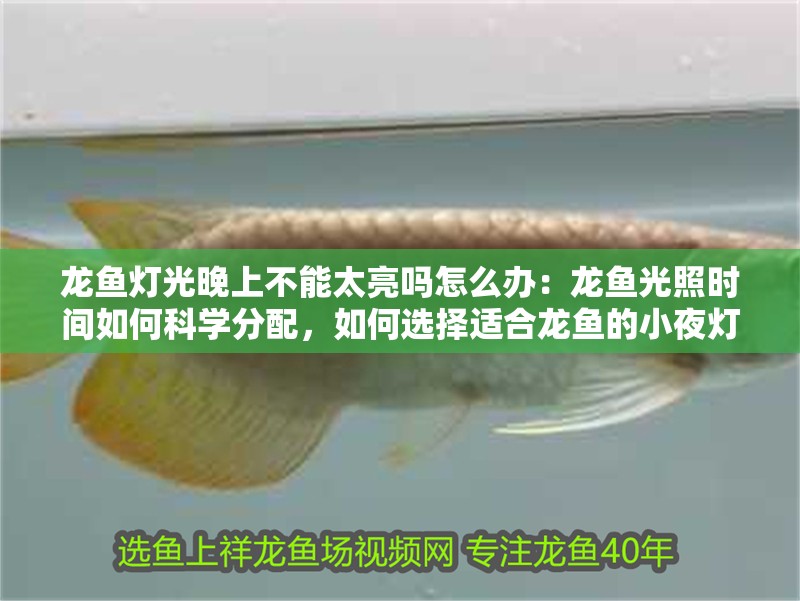 龍魚(yú)燈光晚上不能太亮嗎怎么辦：龍魚(yú)光照時(shí)間如何科學(xué)分配，如何選擇適合龍魚(yú)的小夜燈？