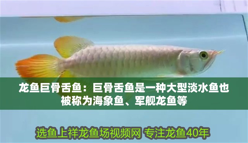 龍魚巨骨舌魚：巨骨舌魚是一種大型淡水魚也被稱為海象魚、軍艦龍魚等