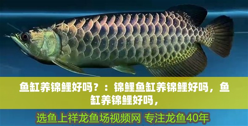 魚缸養錦鯉好嗎？：錦鯉魚缸養錦鯉好嗎，魚缸養錦鯉好嗎，