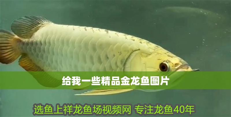給我一些精品金龍魚圖片