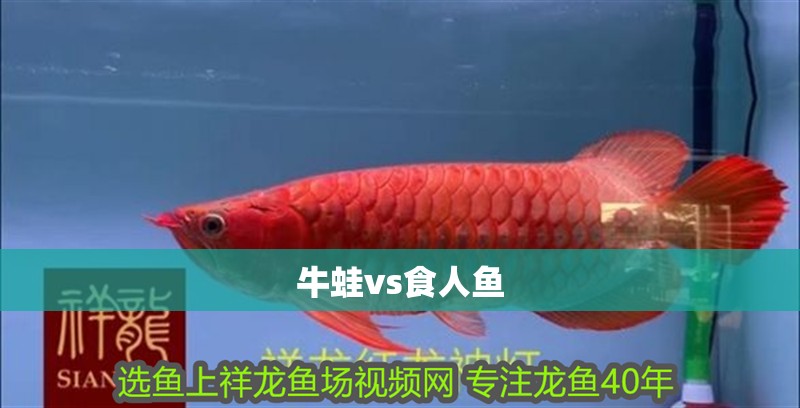 牛蛙vs食人魚(yú)