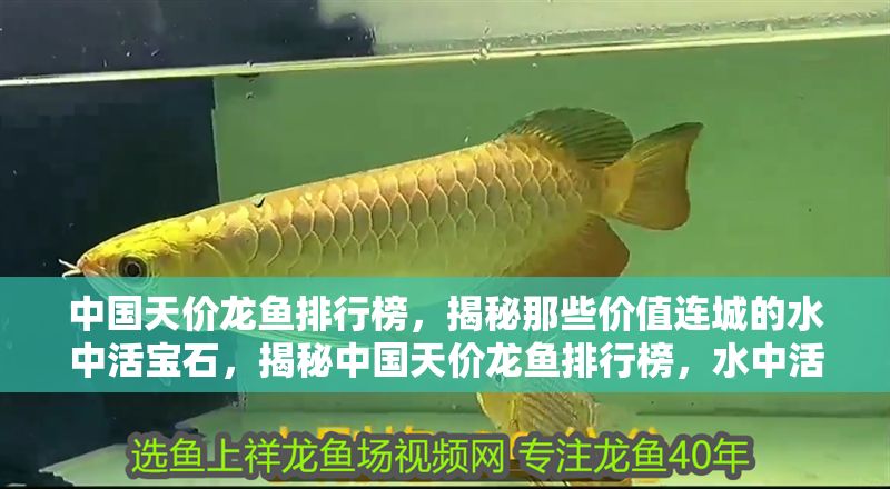 中國天價(jià)龍魚排行榜，揭秘那些價(jià)值連城的水中活寶石，揭秘中國天價(jià)龍魚排行榜，水中活寶石價(jià)值幾何？