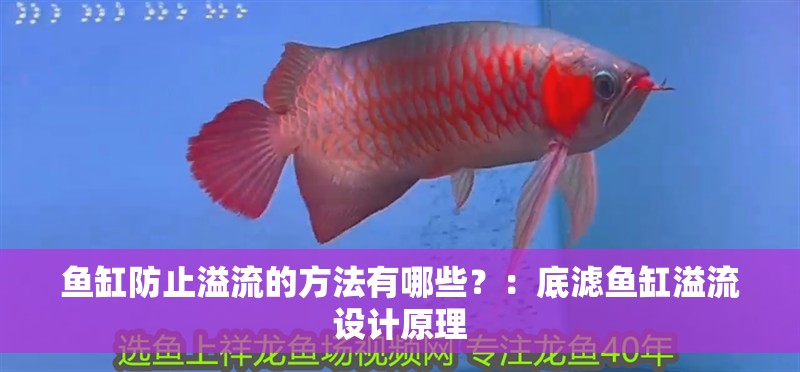 魚缸防止溢流的方法有哪些？：底濾魚缸溢流設(shè)計原理