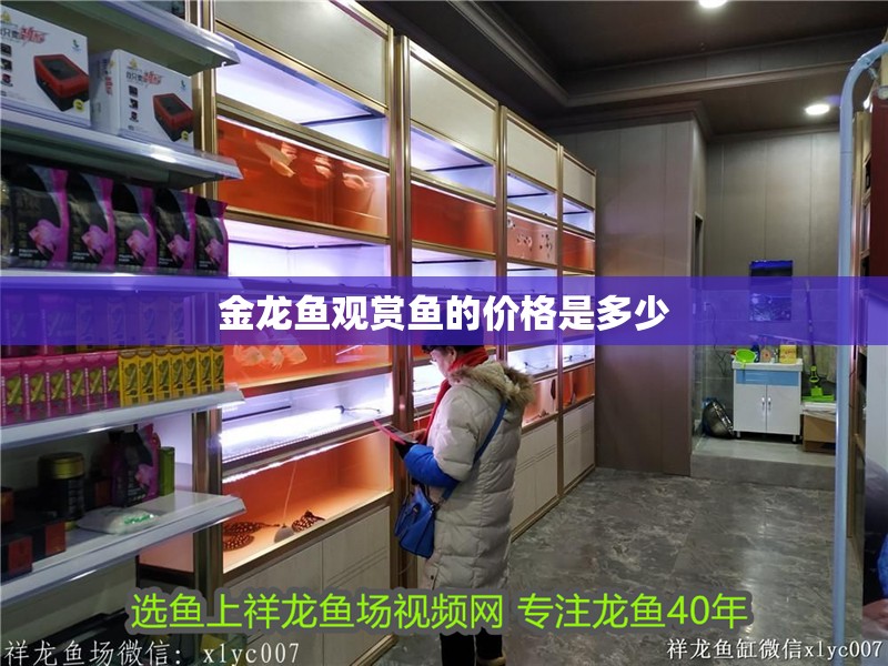 金龍魚觀賞魚的價格是多少