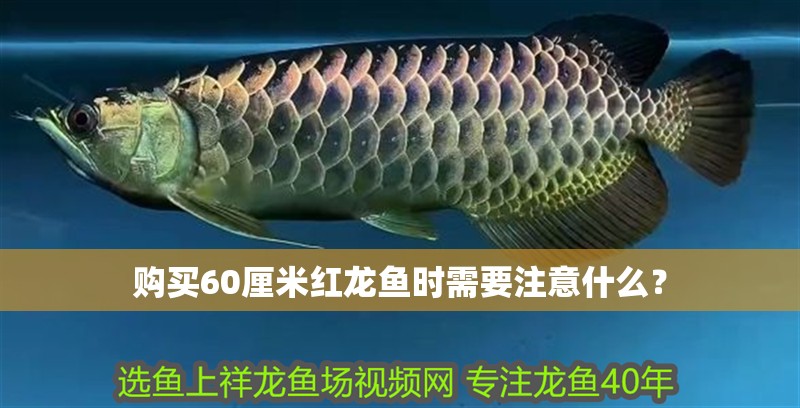 購買60厘米紅龍魚時需要注意什么？