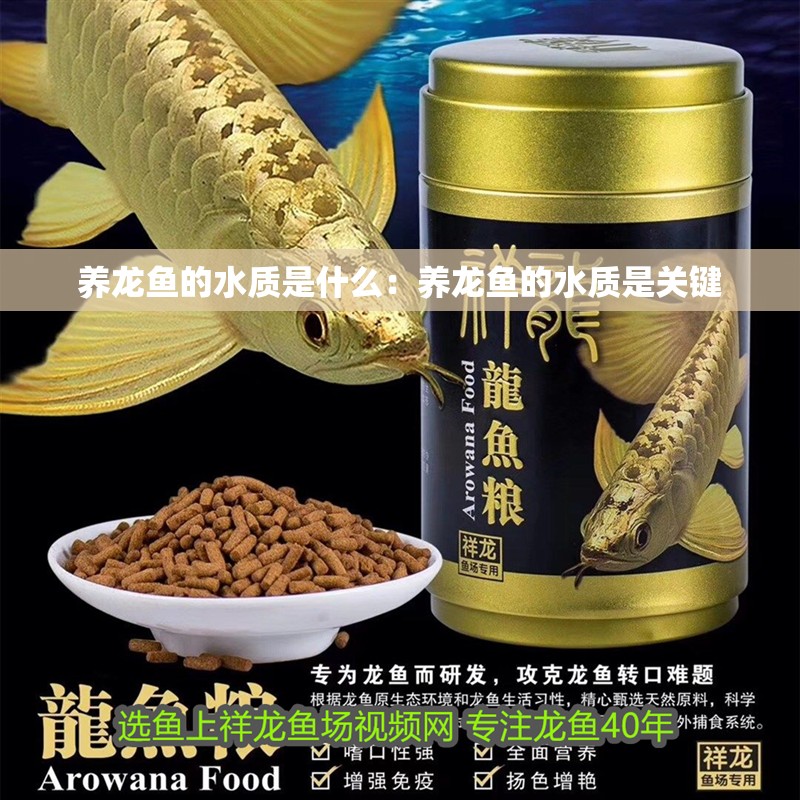養龍魚的水質是什么：養龍魚的水質是關鍵