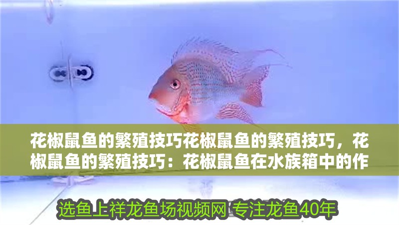 花椒鼠魚的繁殖技巧花椒鼠魚的繁殖技巧，花椒鼠魚的繁殖技巧：花椒鼠魚在水族箱中的作用 花椒鼠魚的繁殖技巧花椒鼠魚的繁殖技巧，花椒鼠魚的繁殖技巧：花椒鼠魚在水族箱中的作用 魚缸百科