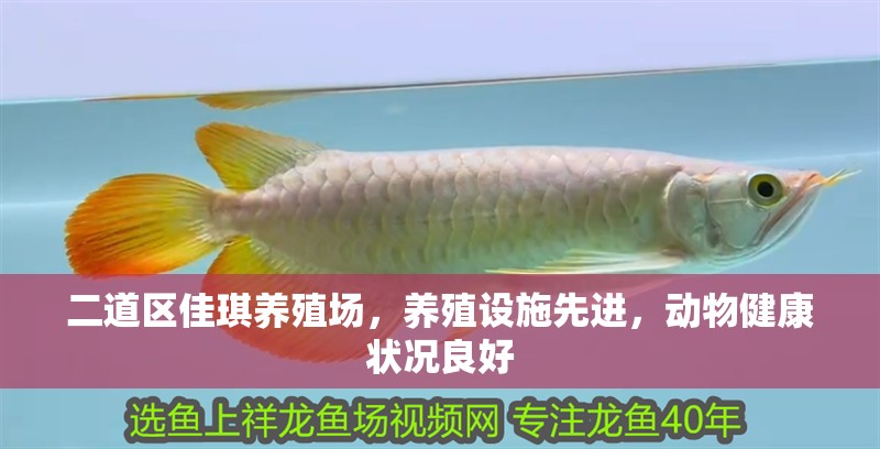 二道區佳琪養殖場，養殖設施先進，動物健康狀況良好