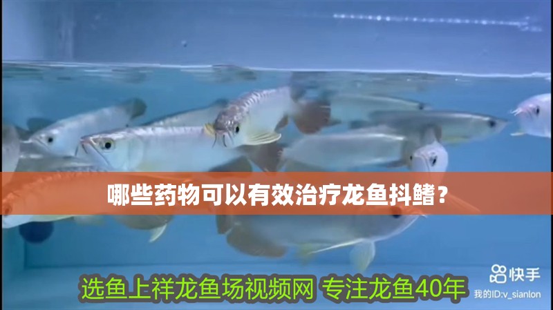 哪些藥物可以有效治療龍魚抖鰭？