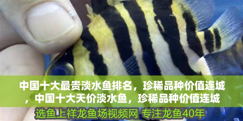中國十大最貴淡水魚排名，珍稀品種價值連城，中國十大天價淡水魚，珍稀品種價值連城