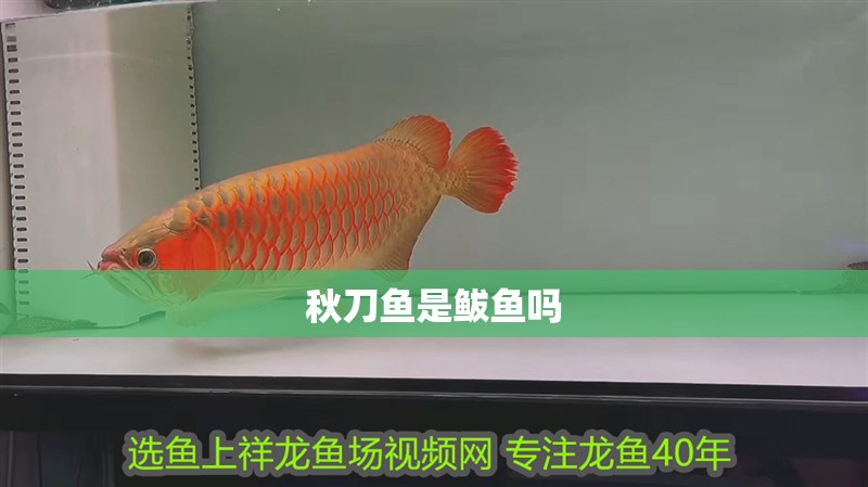 秋刀魚是鲅魚嗎
