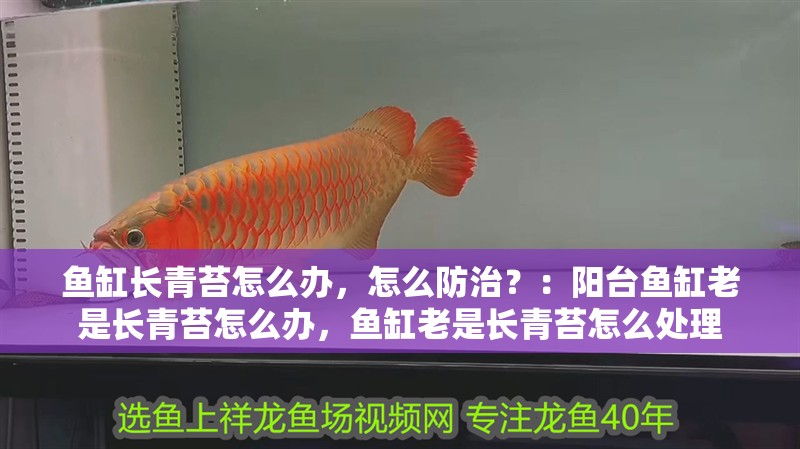 給大魚缸換水的作文:體驗給大魚缸換水的樂趣:體驗給大魚缸換水:給大魚缸換水的作文 魚缸長青苔怎么辦,怎么防治?:陽臺魚缸老是長青苔怎么辦,魚缸老是長青苔怎么處理 魚缸百科 魚缸長青苔怎么辦,怎么防治?:陽臺魚缸老是長青苔怎么辦,魚缸老是長青苔怎么處理 魚缸長青苔怎么辦,怎么防治?:陽臺魚缸老是長青苔怎么辦,魚缸老是長青苔怎么處理 魚缸百科