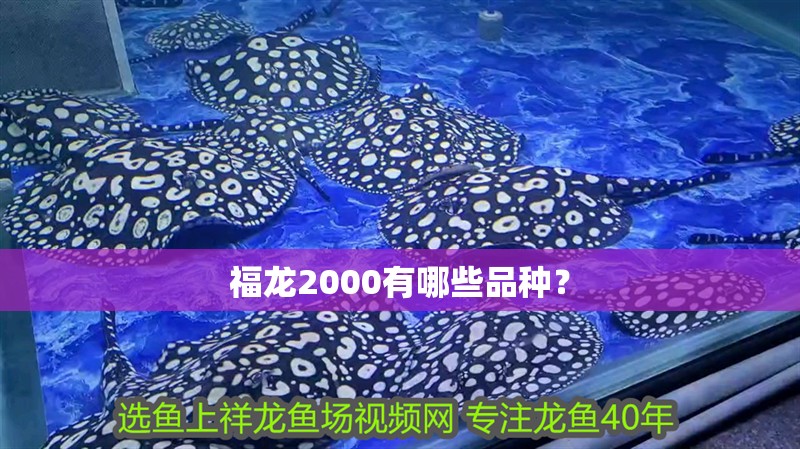 福龍2000有哪些品種？