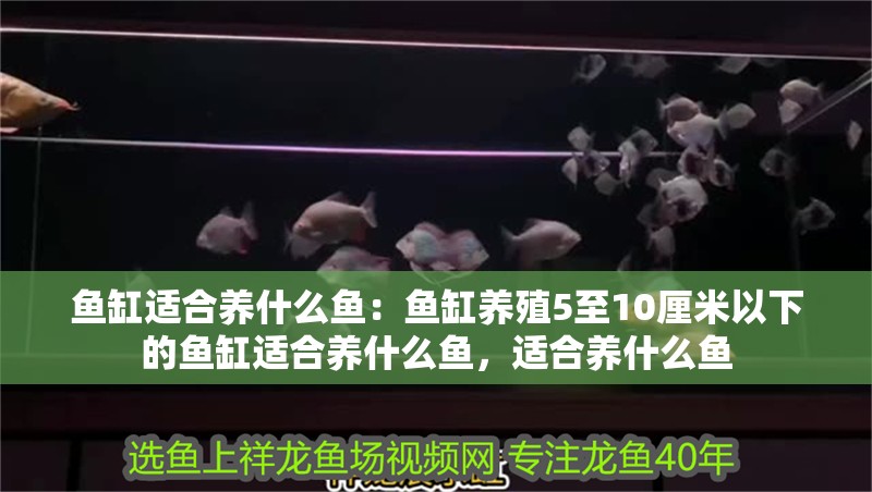 魚缸適合養什么魚：魚缸養殖5至10厘米以下的魚缸適合養什么魚，適合養什么魚