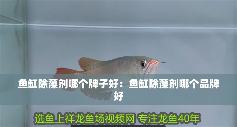 魚缸除藻劑哪個牌子好：魚缸除藻劑哪個品牌好