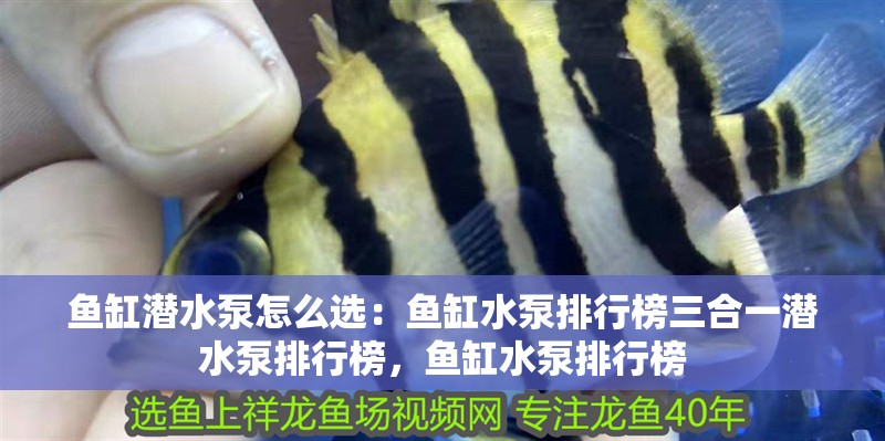 魚缸潛水泵怎么選：魚缸水泵排行榜三合一潛水泵排行榜，魚缸水泵排行榜