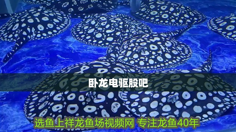 臥龍電驅(qū)股吧