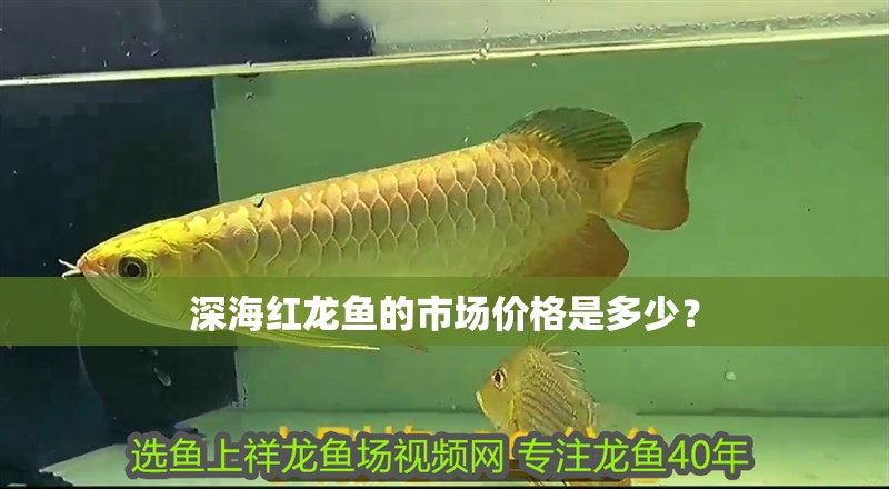 深海紅龍魚的市場價格是多少？
