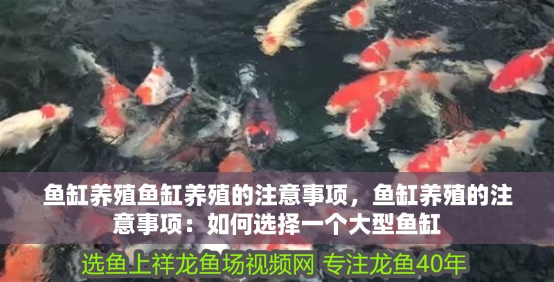 魚缸養(yǎng)殖魚缸養(yǎng)殖的注意事項，魚缸養(yǎng)殖的注意事項：如何選擇一個大型魚缸