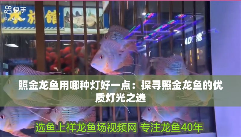 照金龍魚(yú)用哪種燈好一點(diǎn)：探尋照金龍魚(yú)的優(yōu)質(zhì)燈光之選