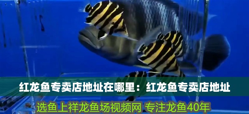 紅龍魚專賣店地址在哪里：紅龍魚專賣店地址