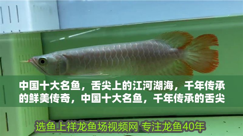 中國十大名魚，舌尖上的江河湖海，千年傳承的鮮美傳奇，中國十大名魚，千年傳承的舌尖鮮美傳奇