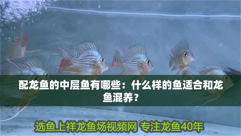 配龍魚的中層魚有哪些：什么樣的魚適合和龍魚混養？