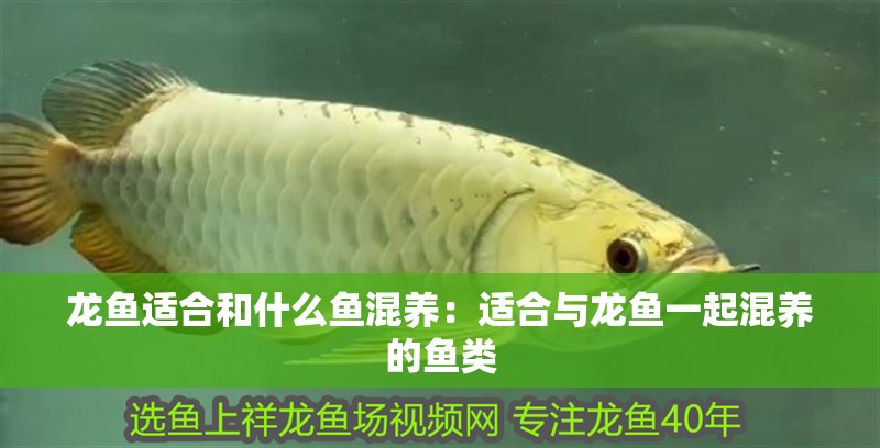 龍魚適合和什么魚混養：適合與龍魚一起混養的魚類 龍魚適合和什么魚混養：適合與龍魚一起混養的魚類 龍魚百科