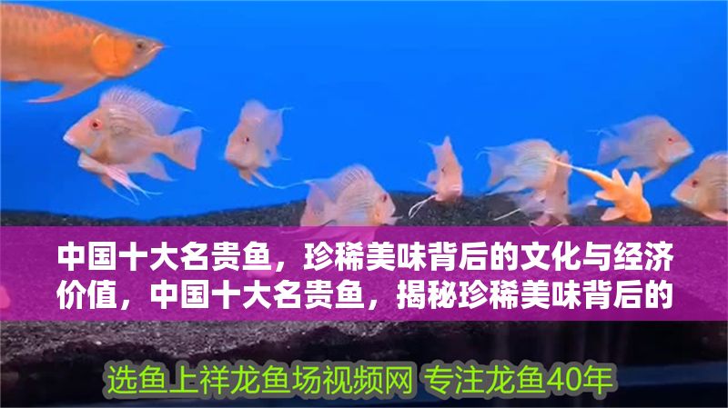 中國十大名貴魚，珍稀美味背后的文化與經濟價值，中國十大名貴魚，揭秘珍稀美味背后的文化傳承與經濟價值