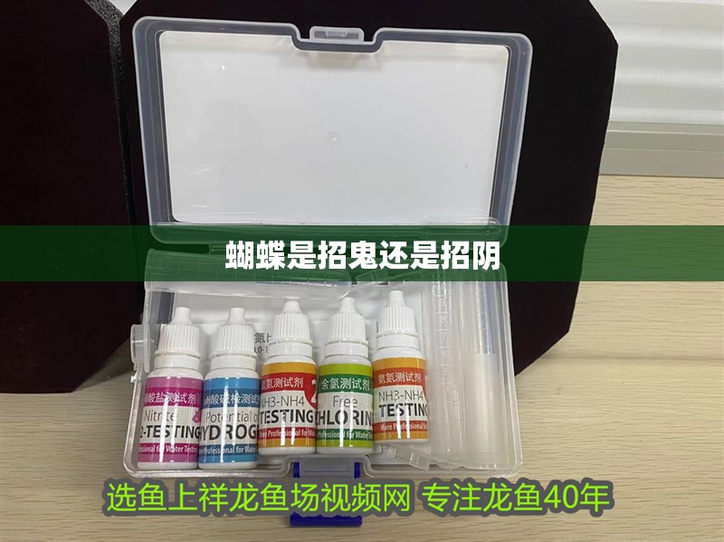 蝴蝶是招鬼還是招陰