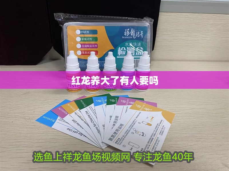 紅龍養(yǎng)大了有人要嗎