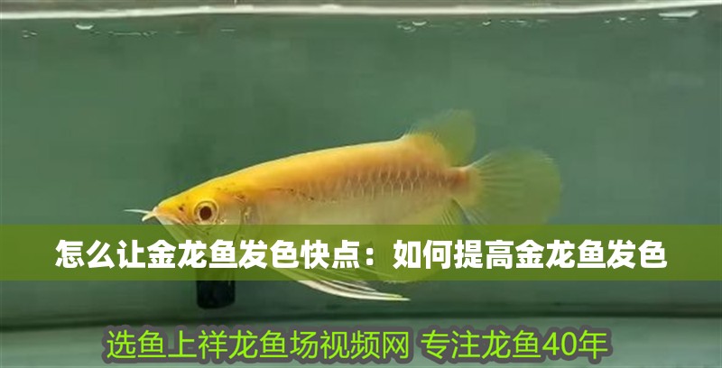 怎么讓金龍魚發色快點：如何提高金龍魚發色