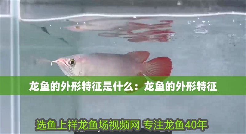龍魚的外形特征是什么：龍魚的外形特征