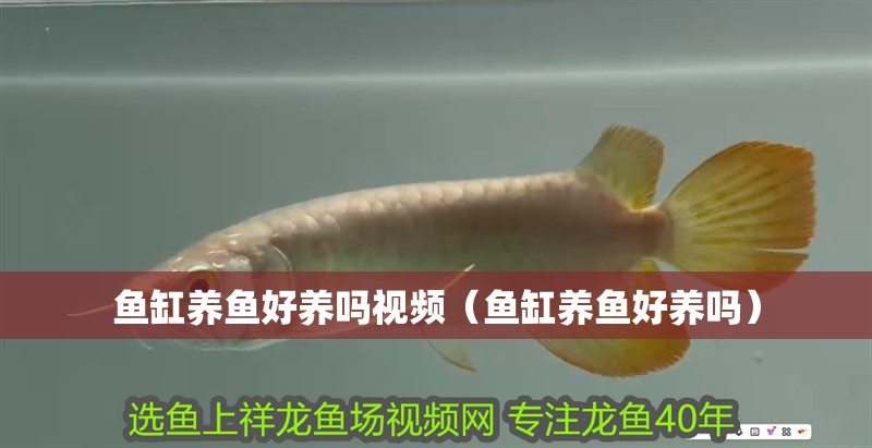 魚缸養(yǎng)魚好養(yǎng)嗎視頻（魚缸養(yǎng)魚好養(yǎng)嗎）