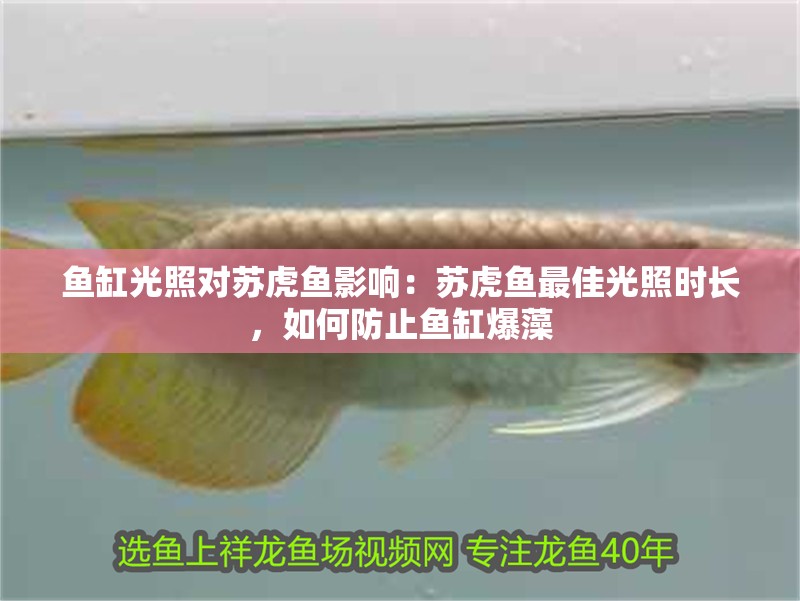 魚缸光照對蘇虎魚影響：蘇虎魚最佳光照時長，如何防止魚缸爆藻