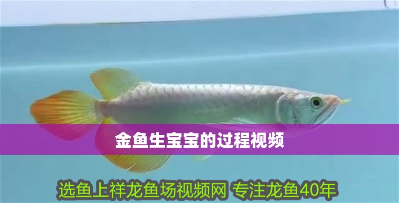 金魚生寶寶的過程視頻