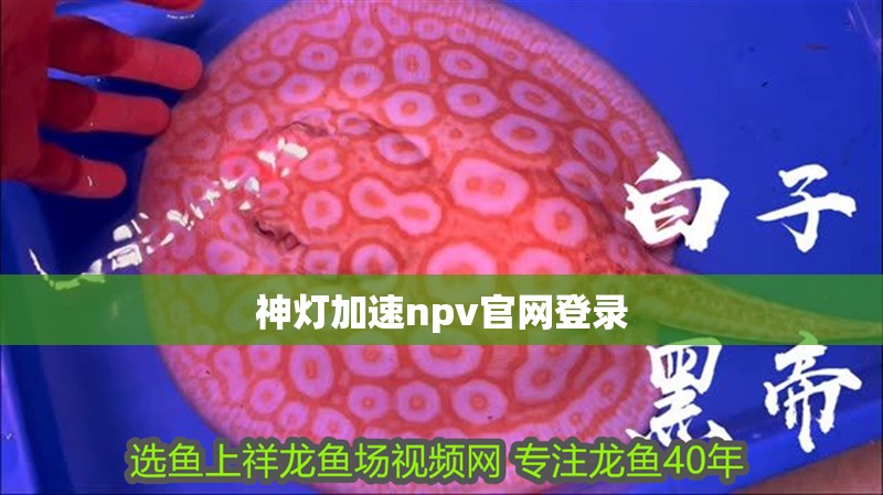 龍魚干蝦有營養嗎 神燈加速npv官網登錄 龍魚論壇 神燈加速npv官網登錄 神燈加速npv官網登錄 龍魚論壇