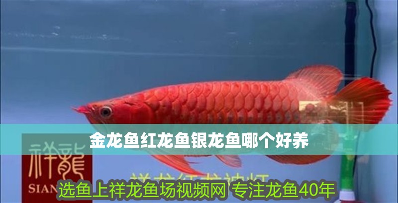 金龍魚紅龍魚銀龍魚哪個好養