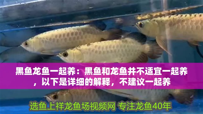 黑魚龍魚一起養(yǎng)：黑魚和龍魚并不適宜一起養(yǎng)，以下是詳細(xì)的解釋，不建議一起養(yǎng)