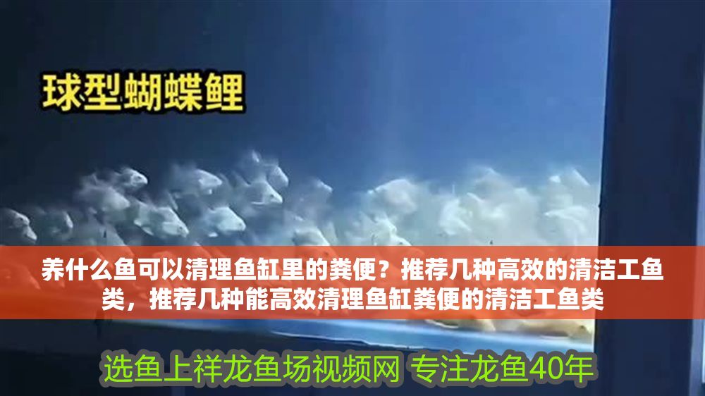 養什么魚可以清理魚缸里的糞便？推薦幾種高效的清潔工魚類，推薦幾種能高效清理魚缸糞便的清潔工魚類