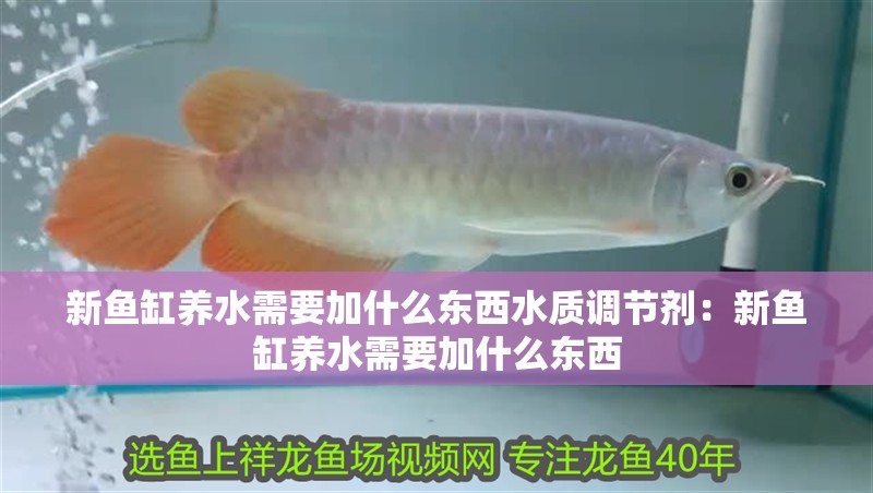 魚缸過濾器選購指南:自制魚缸過濾器魚缸上置過濾器對于養魚愛好者的必備知識 新魚缸養水需要加什么東西水質調節劑:新魚缸養水需要加什么東西 魚缸百科 新魚缸養水需要加什么東西水質調節劑:新魚缸養水需要加什么東西 新魚缸養水需要加什么東西水質調節劑:新魚缸養水需要加什么東西 魚缸百科