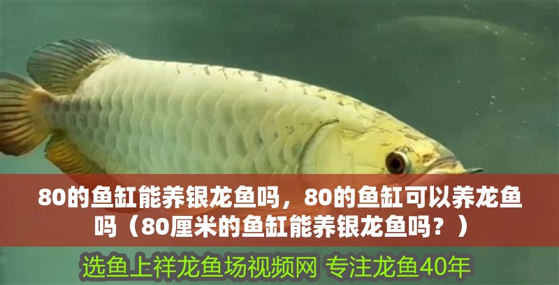 80的魚(yú)缸能養(yǎng)銀龍魚(yú)嗎，80的魚(yú)缸可以養(yǎng)龍魚(yú)嗎（80厘米的魚(yú)缸能養(yǎng)銀龍魚(yú)嗎？）