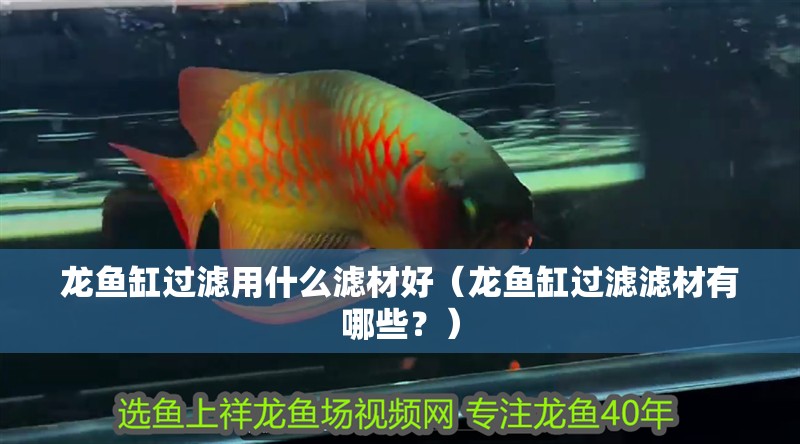 龍魚缸過濾用什么濾材好（龍魚缸過濾濾材有哪些？）
