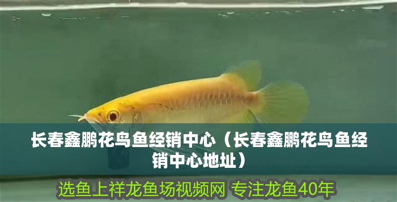 長春鑫鵬花鳥魚經銷中心（長春鑫鵬花鳥魚經銷中心地址）