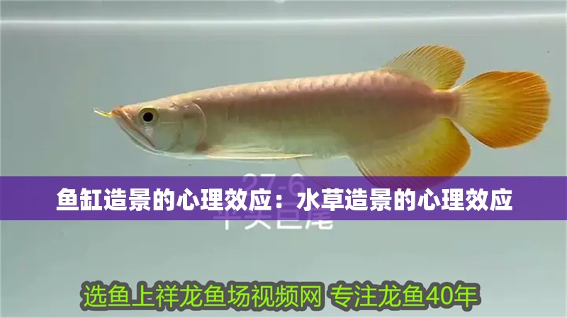 魚缸造景的心理效應：水草造景的心理效應