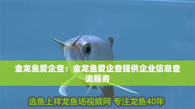 金龍魚愛企查：金龍魚愛企查提供企業信息查詢服務