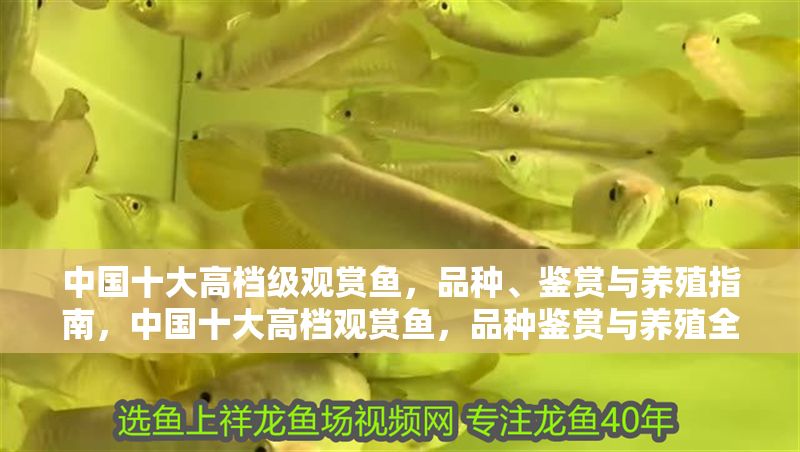 中國十大高檔級觀賞魚，品種、鑒賞與養(yǎng)殖指南，中國十大高檔觀賞魚，品種鑒賞與養(yǎng)殖全攻略