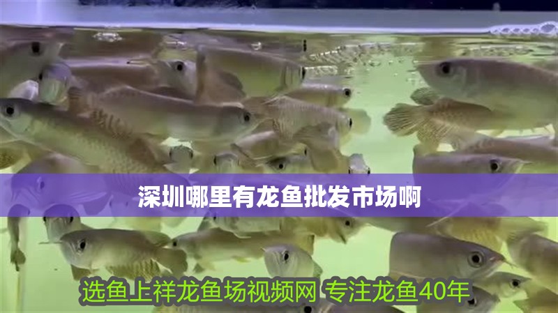 深圳哪里有龍魚批發市場啊