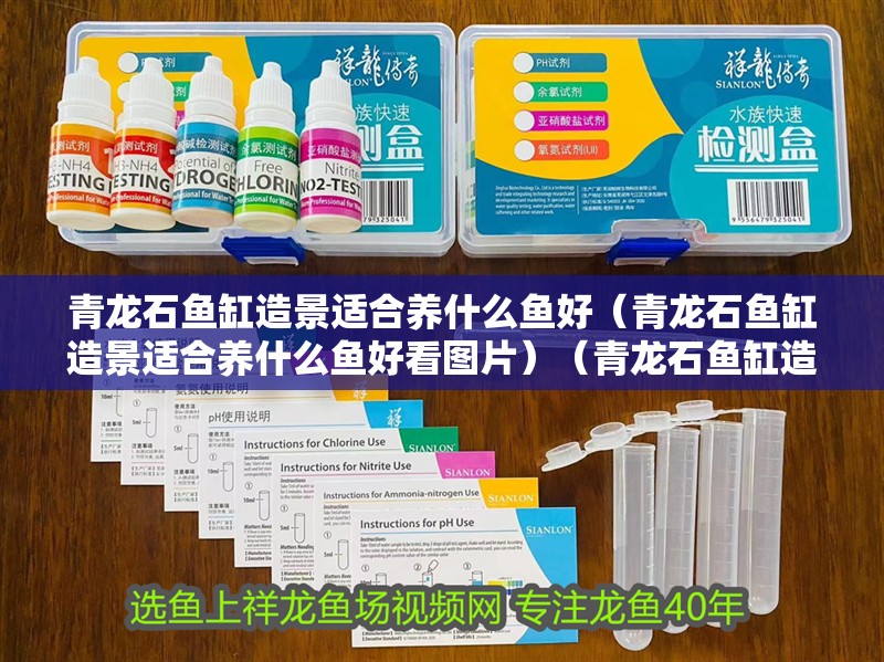 青龍石魚缸造景適合養(yǎng)什么魚好（青龍石魚缸造景適合養(yǎng)什么魚好看圖片）（青龍石魚缸造景適合養(yǎng)什么魚）