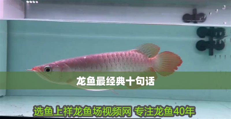 龍魚最經(jīng)典十句話